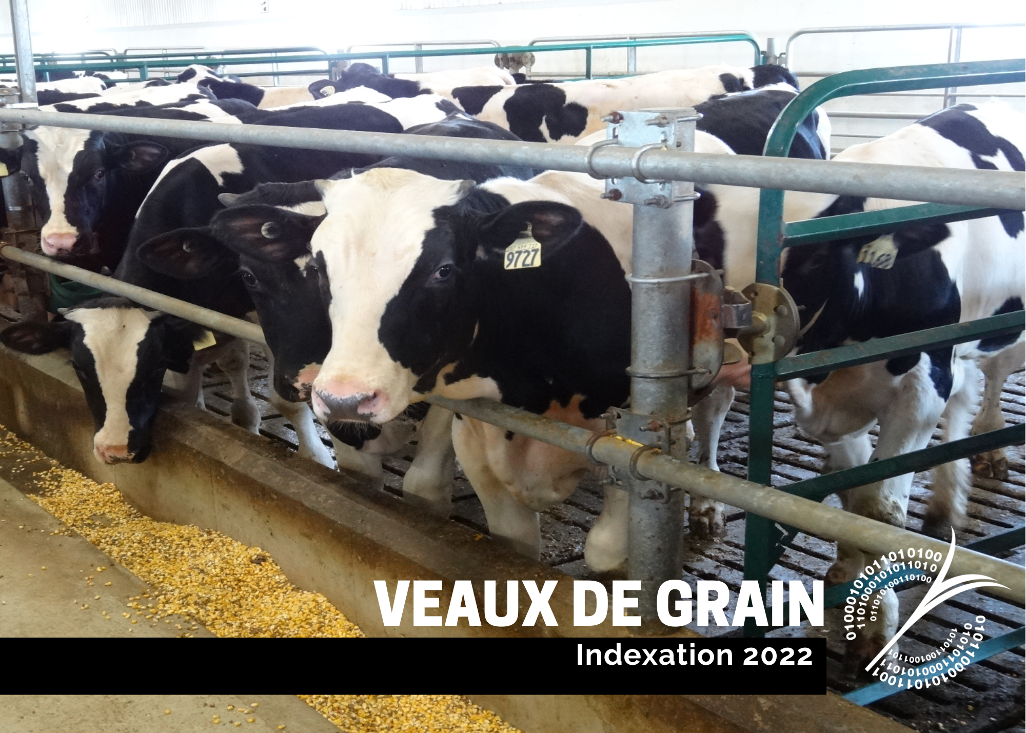 Récentes publications : Indexation 2022 - Veaux de grain